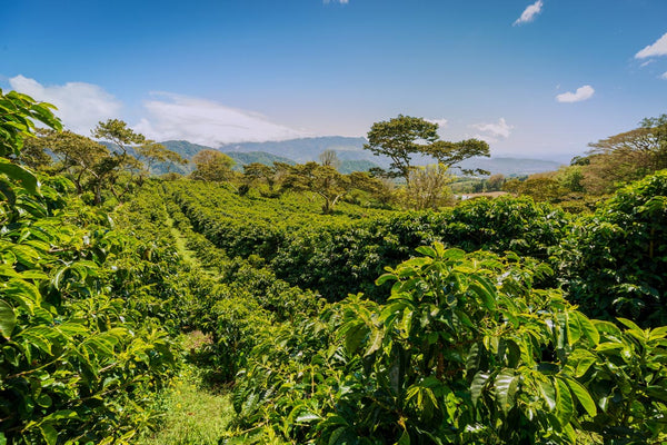 Coffee fields of Central America