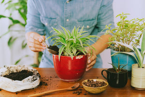 What Happens to Coffee Grounds After Brewing? 5 Easy Reuses